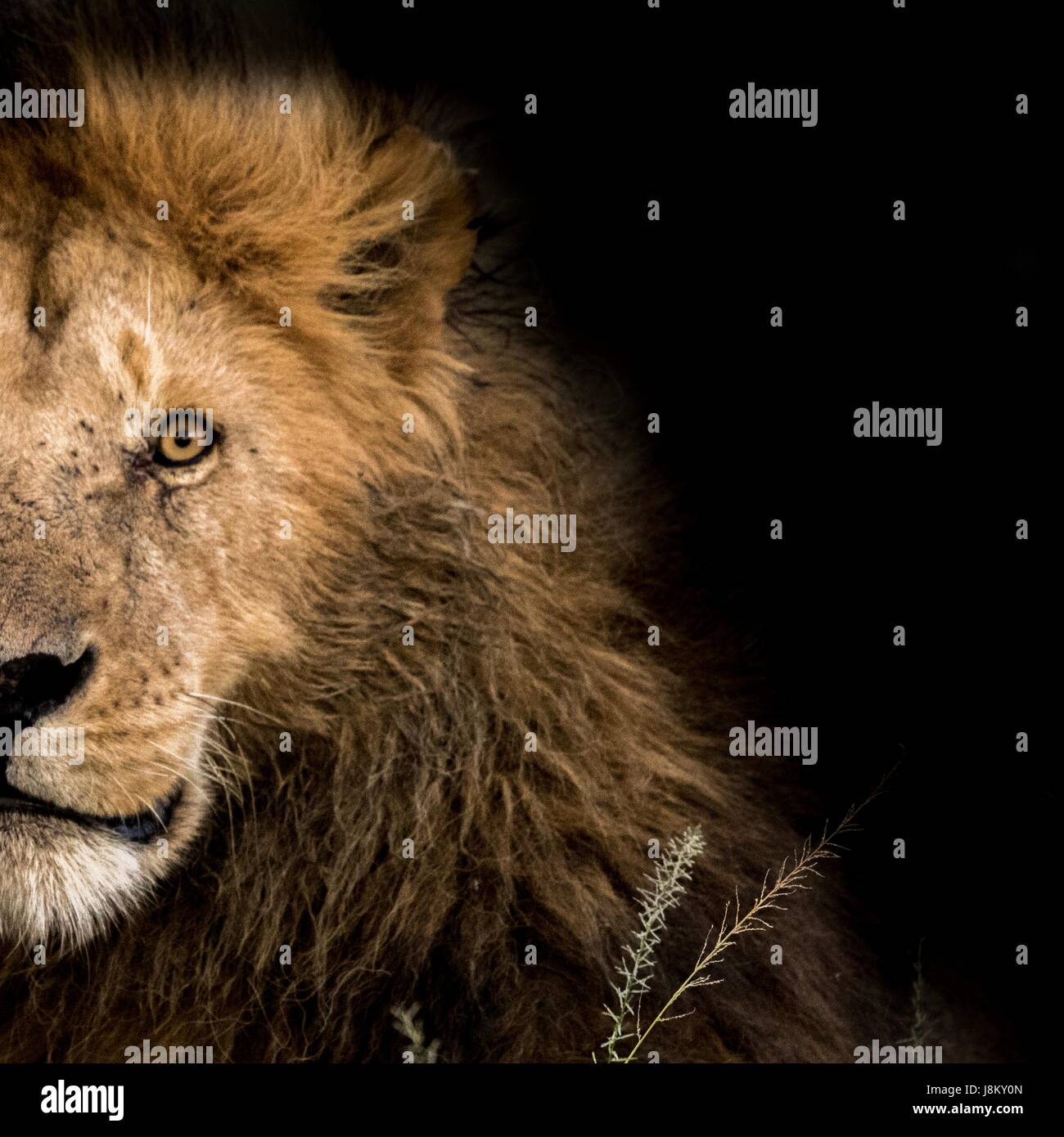 Beautiful African Wildlife Stock Photo