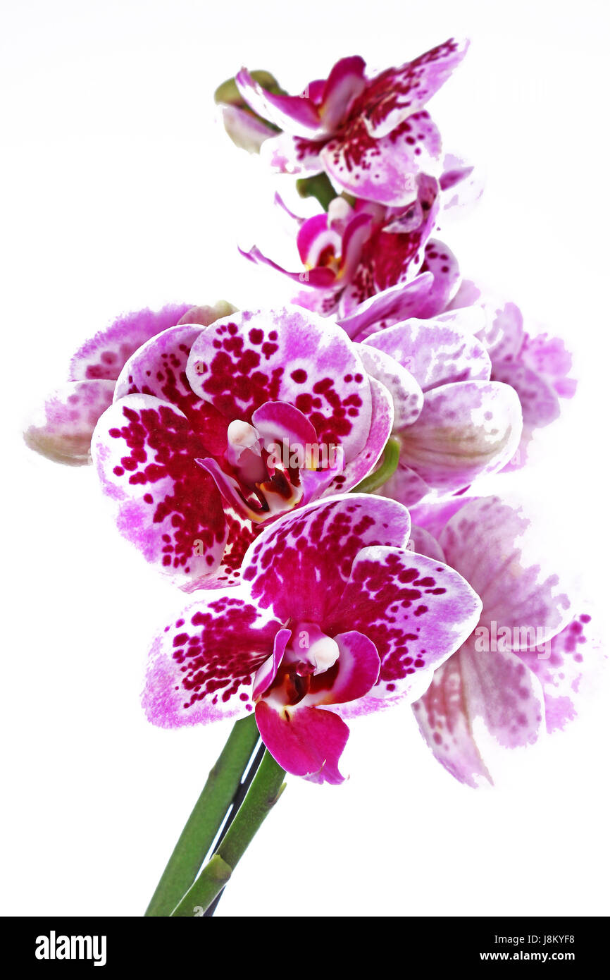 Purple orchid on isolated white background. Orchidea. Stock Photo