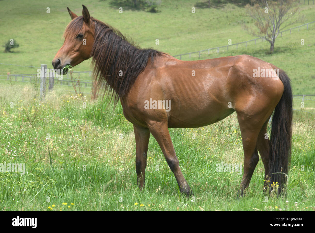 bird, birds, horse, mare, through-trained, graze, athlete, meadow, ride ...