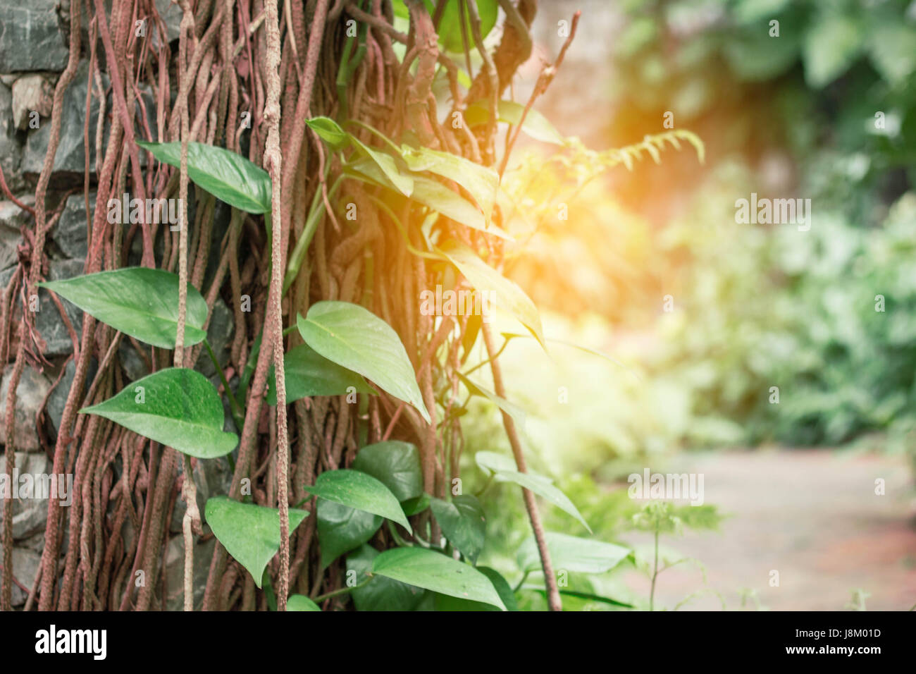 Ivy with sunlight in the greenhouse Stock Photo Alamy