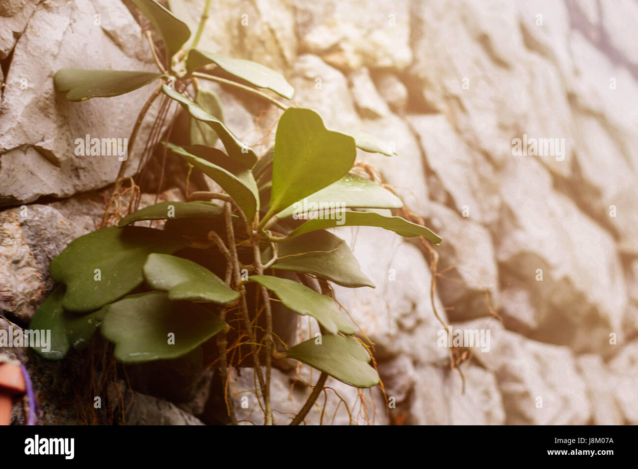 Tropical plants on walls hi-res stock photography and images - Alamy