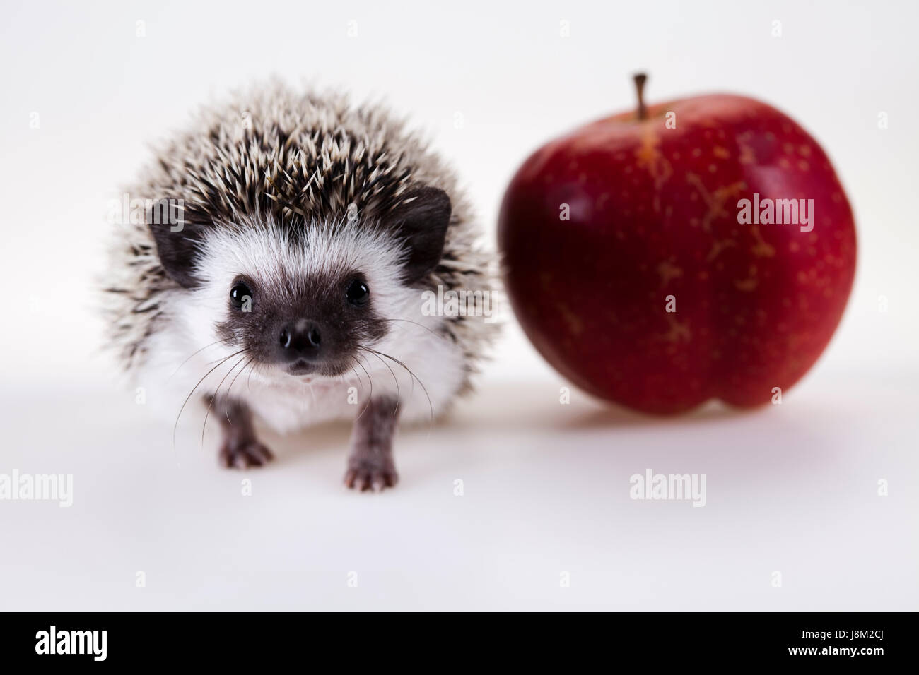animal, mammal, creature, predator, hedgehog, nature, fall, autumn, profile, Stock Photo