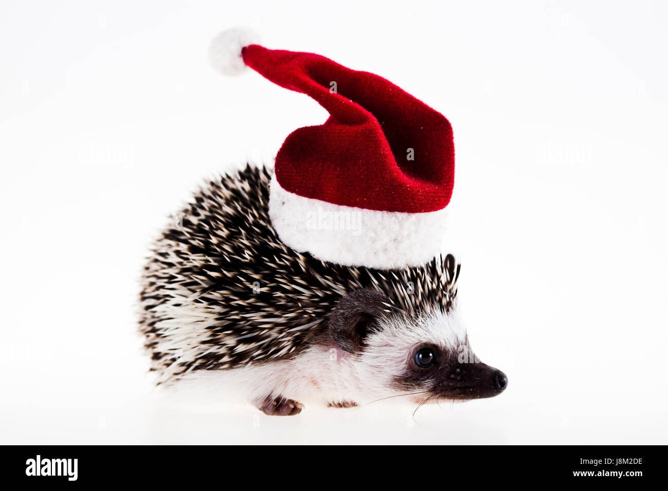 holiday, vacation, holidays, vacations, animal, mammal, hedgehog, christmas, Stock Photo