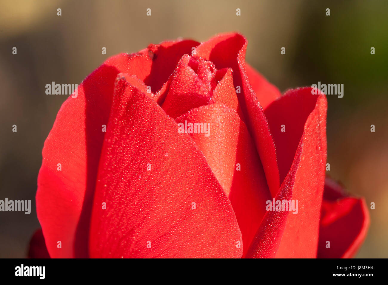 flower, rose, plant, bloom, blossom, flourish, flourishing, fog, drop