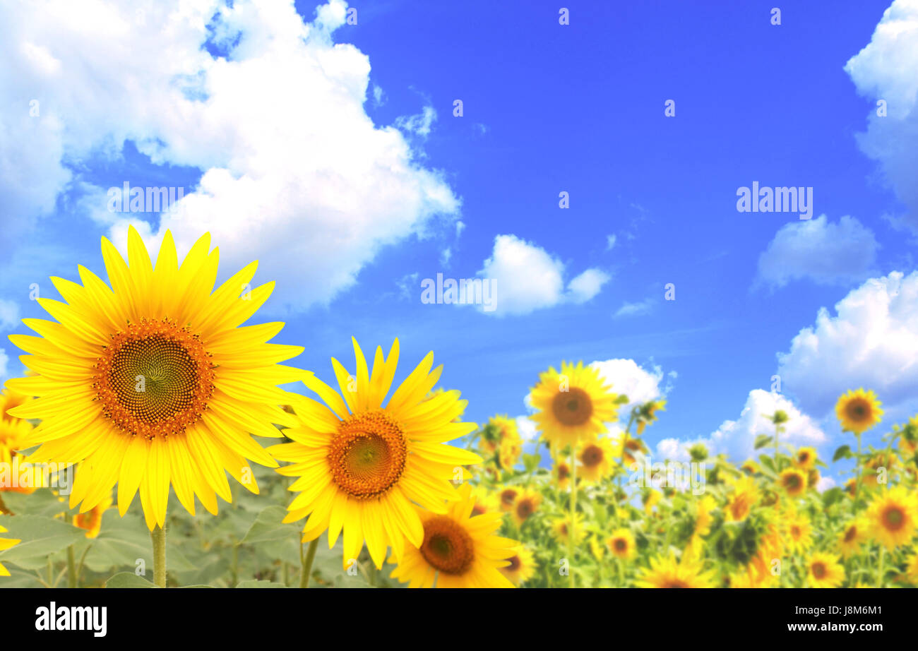 Bright yellow sunflowers on blue sky background Stock Photo - Alamy