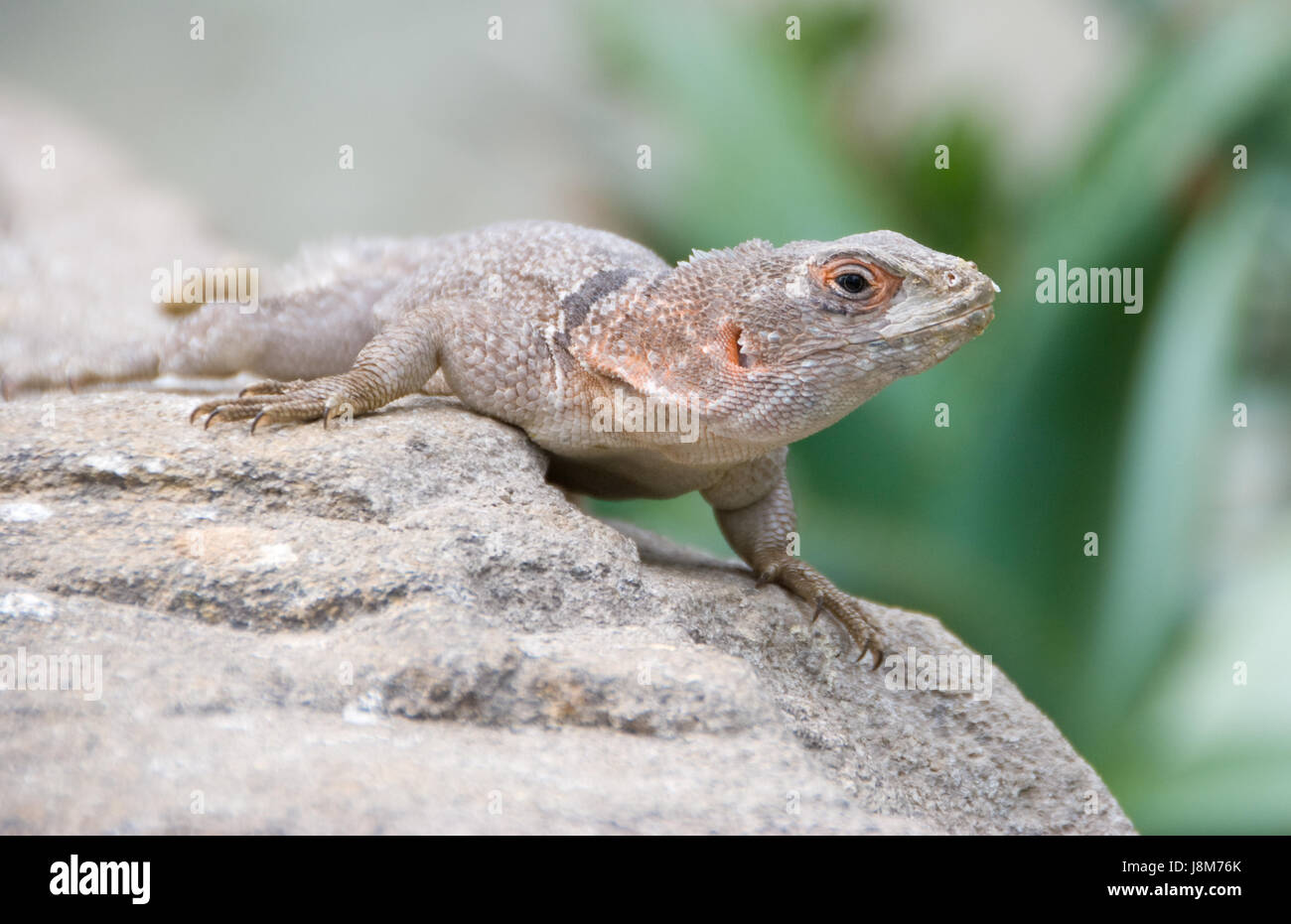 desert, wasteland, animal, reptile, lizard, vienna, zoo, austria
