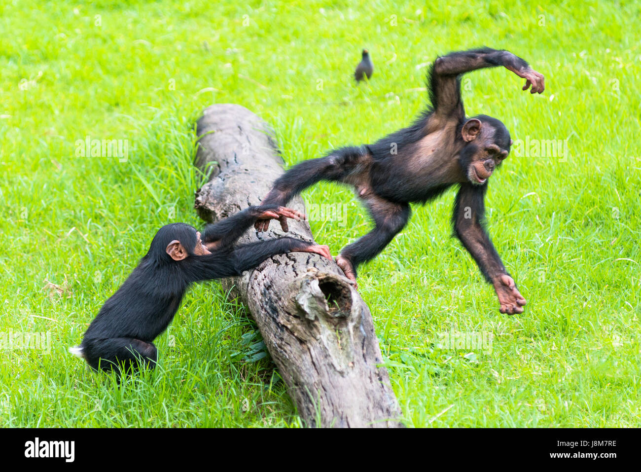 Two baby Chimps playing on a log. Stock Photo