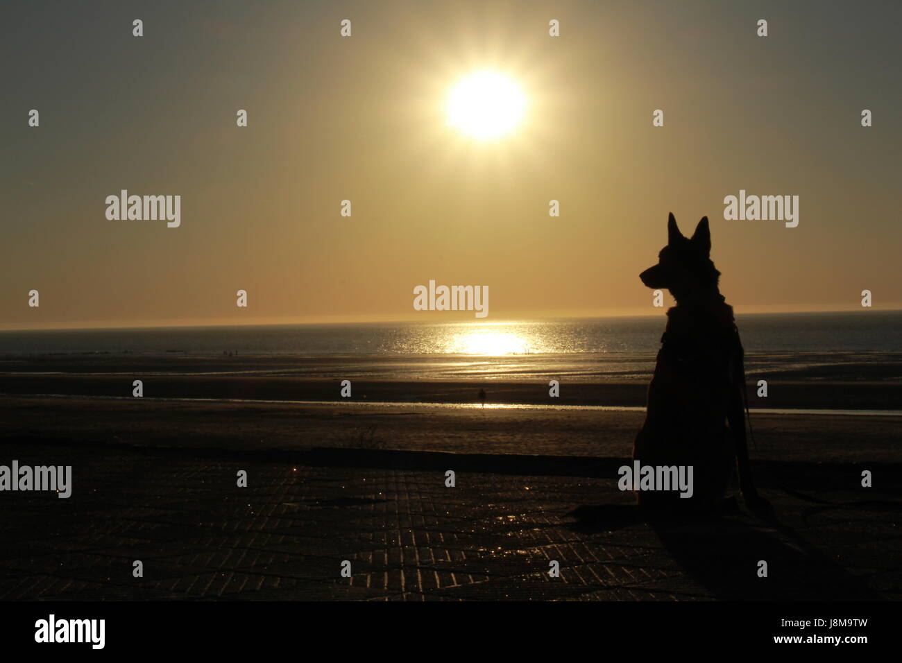 Dog and his teacher watching the sunset on the beach Stock Photo