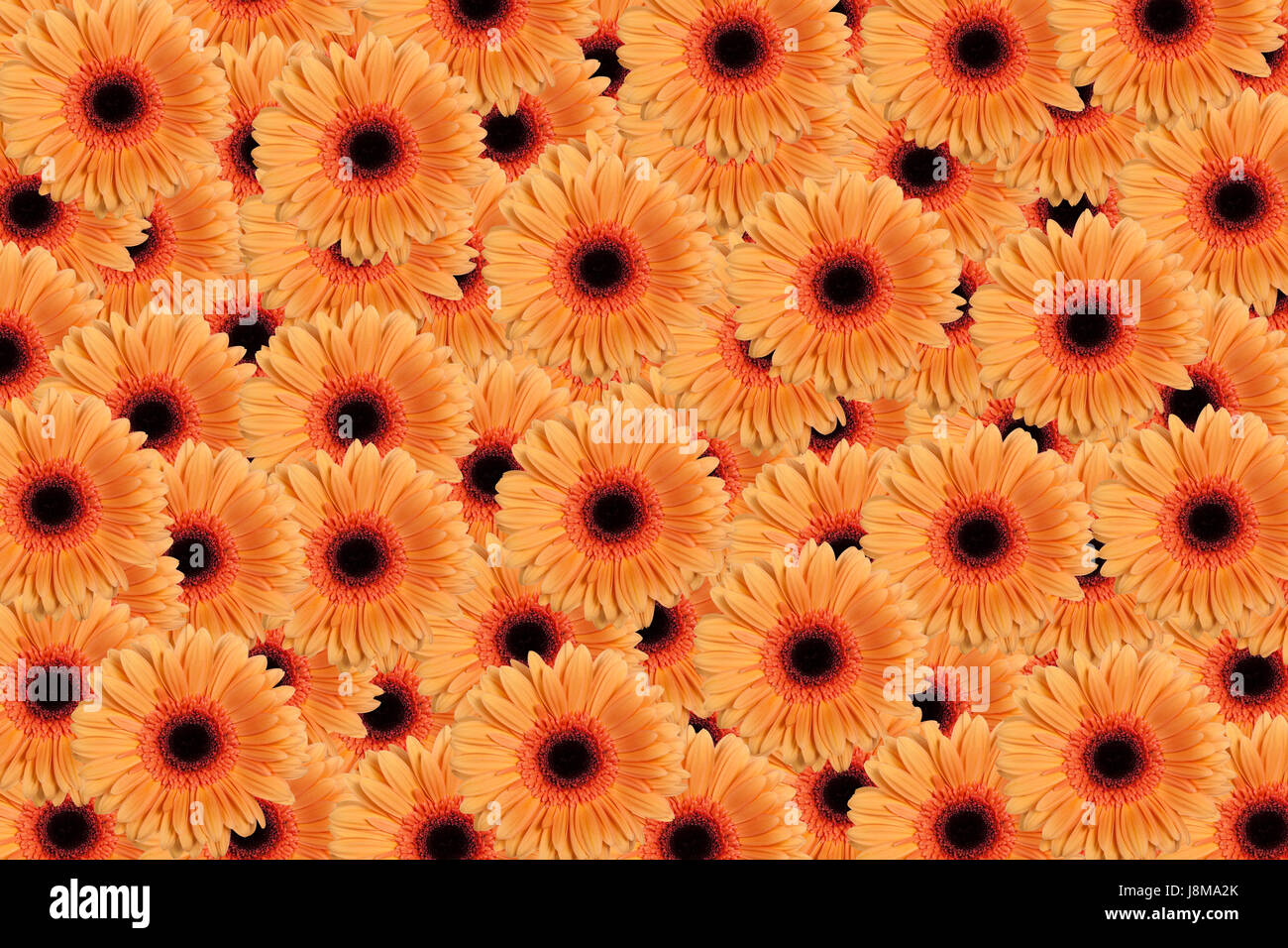 Orange Gerbera background Stock Photo - Alamy
