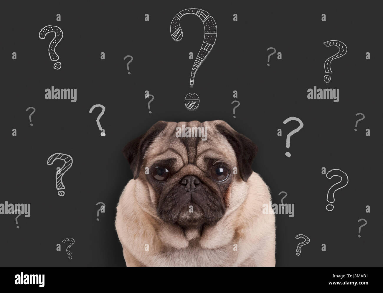 closeup of pug puppy dog sitting in front of  blackboard sign with hand drawn chalk question marks Stock Photo