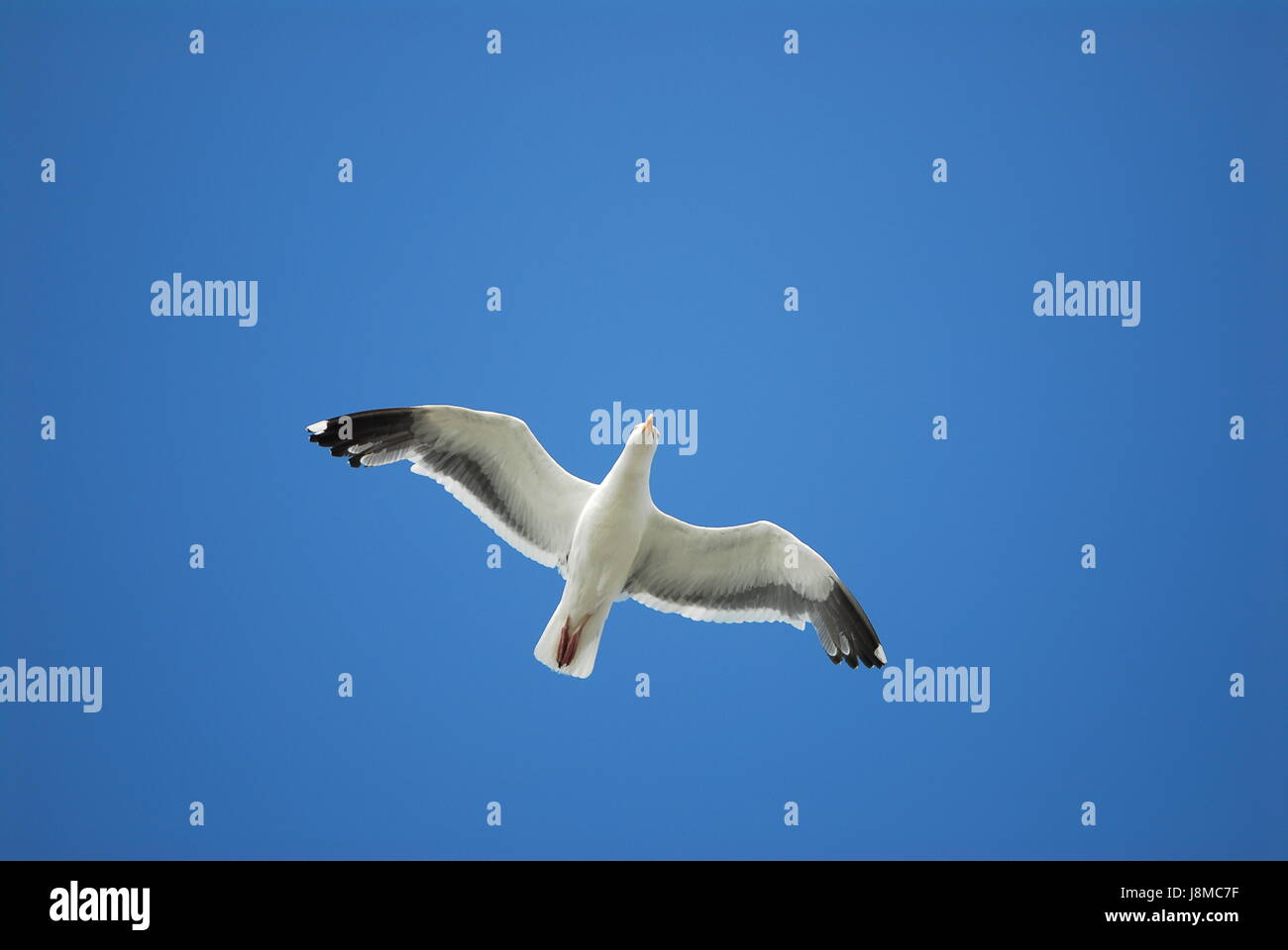 Seagull gull black and white flying flight isolated on a blue sky Stock ...