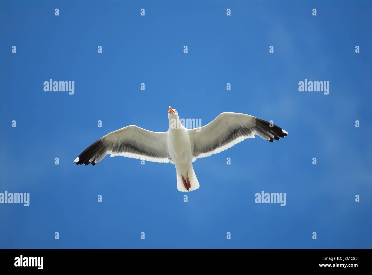Seagull gull black and white flying flight isolated on a blue sky Stock ...