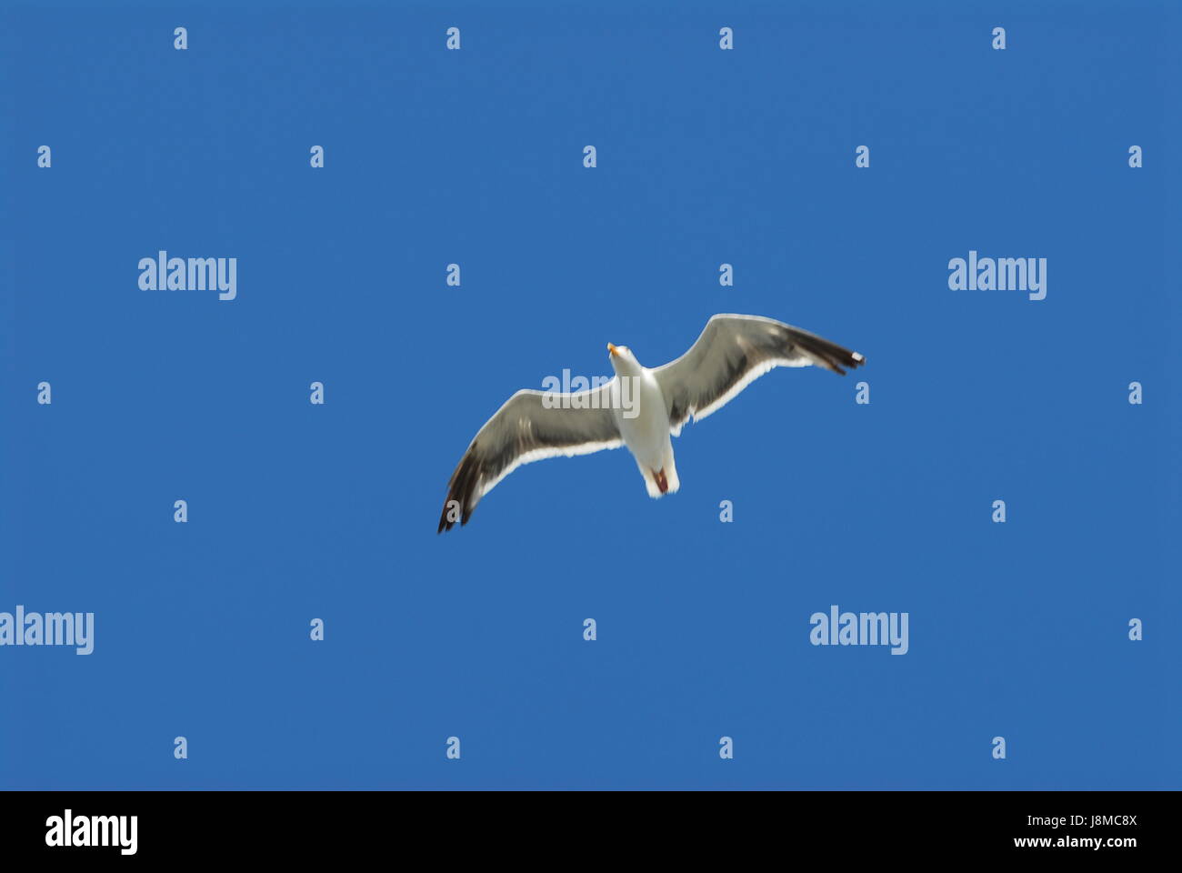 Seagull gull black and white flying flight isolated on a blue sky Stock ...