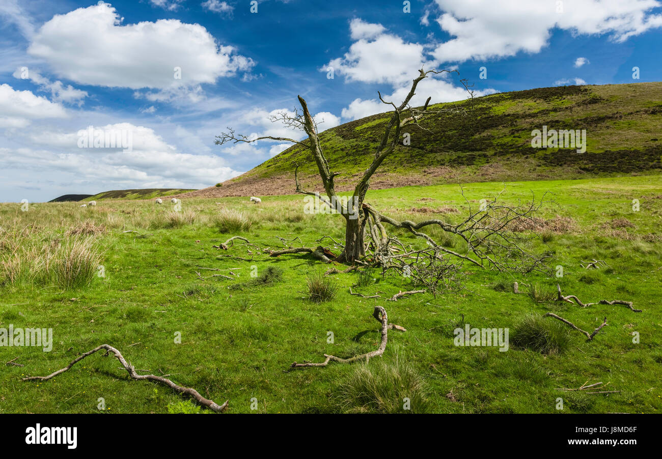 The North York Moors with view of the rolling landscape, trees, hills, and fern in spring following severe winter, Goathland, Yorkshire, UK. Stock Photo