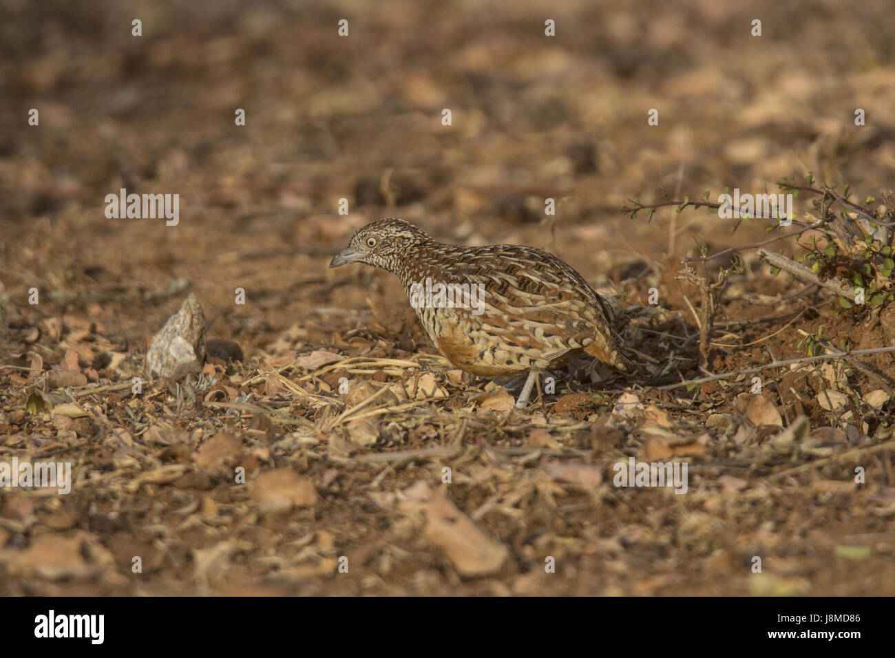Barred Button Quail or Common bustard-quail. Turnix suscitator Stock Photo