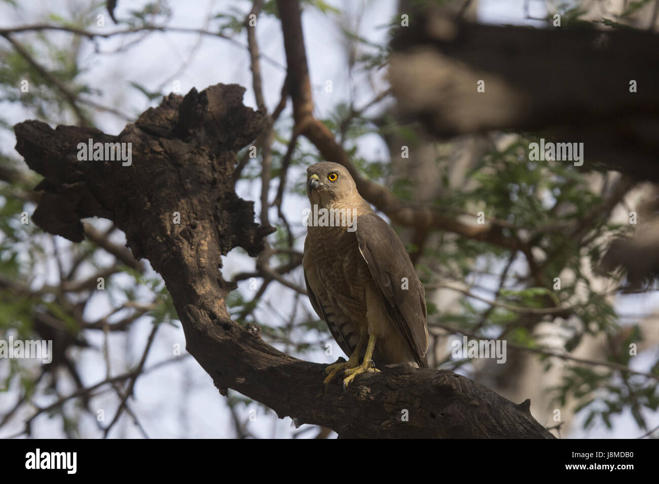 Shikra, Accipiter badius Stock Photo - Alamy