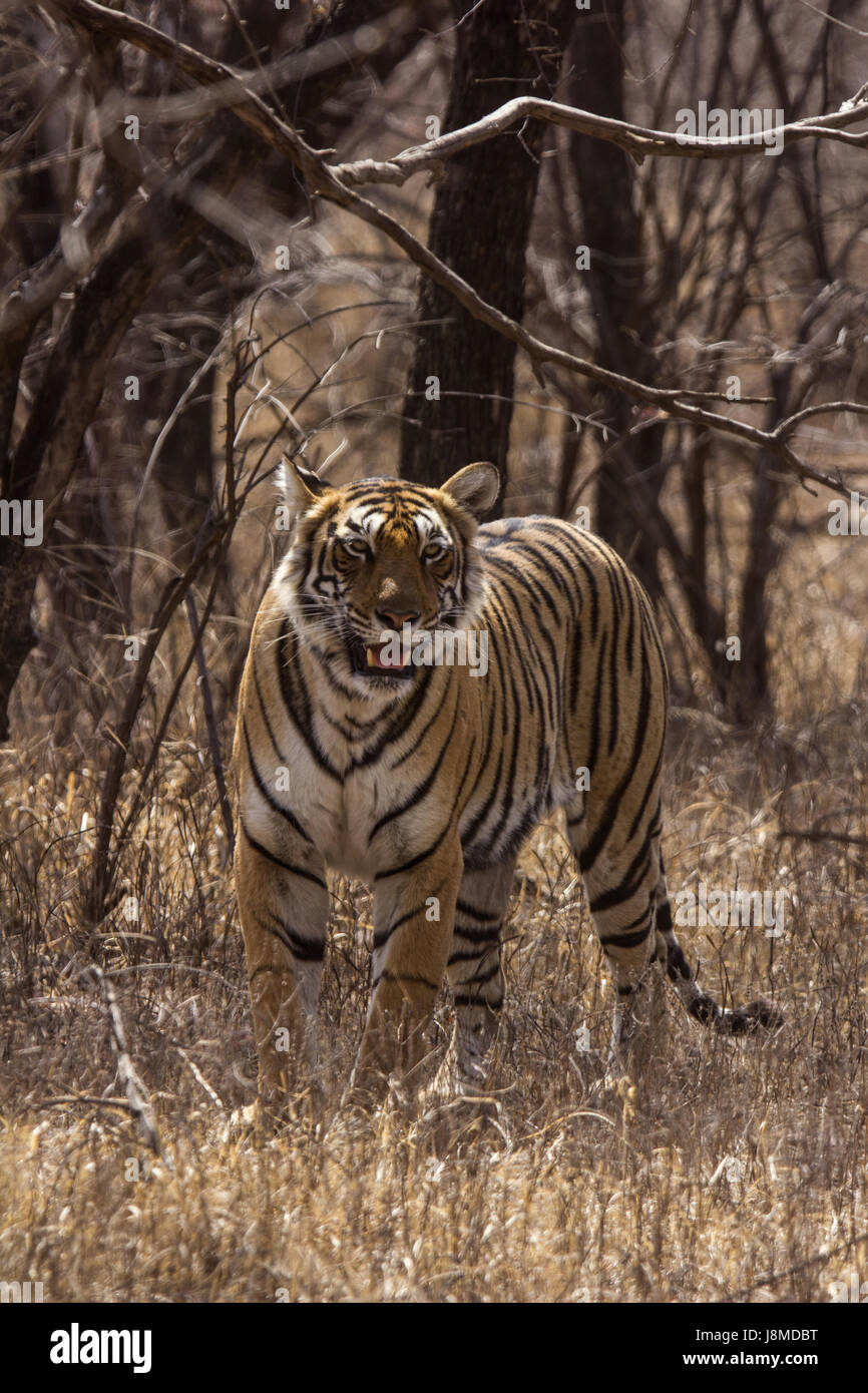 Tiger, Panthera tigris. Arrowhead, Ranthambhore Tiger Reserve, Rajasthan, India Stock Photo