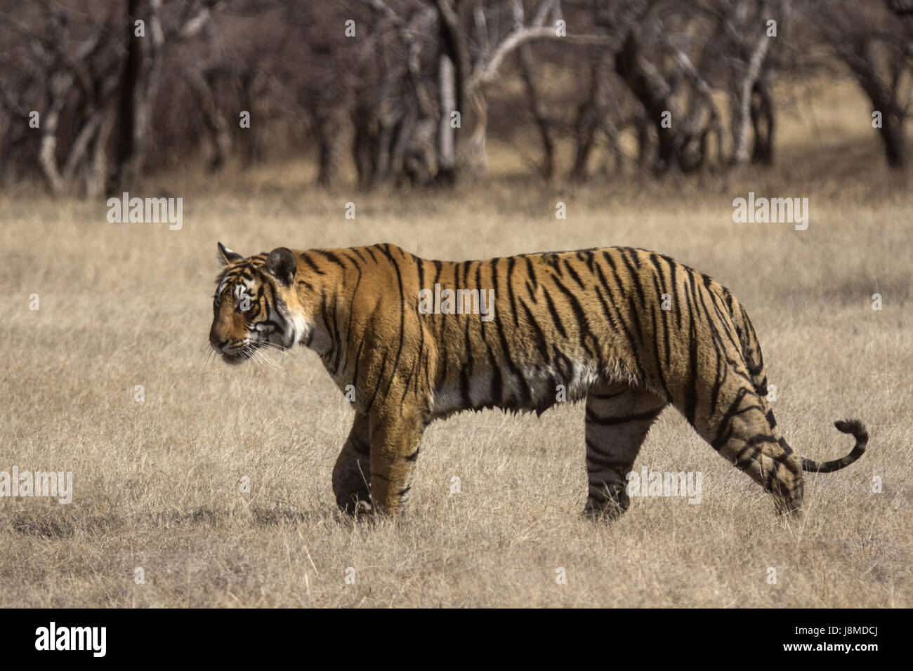 Tiger, Panthera tigris. Arrowhead, Ranthambhore Tiger Reserve, Rajasthan, India Stock Photo