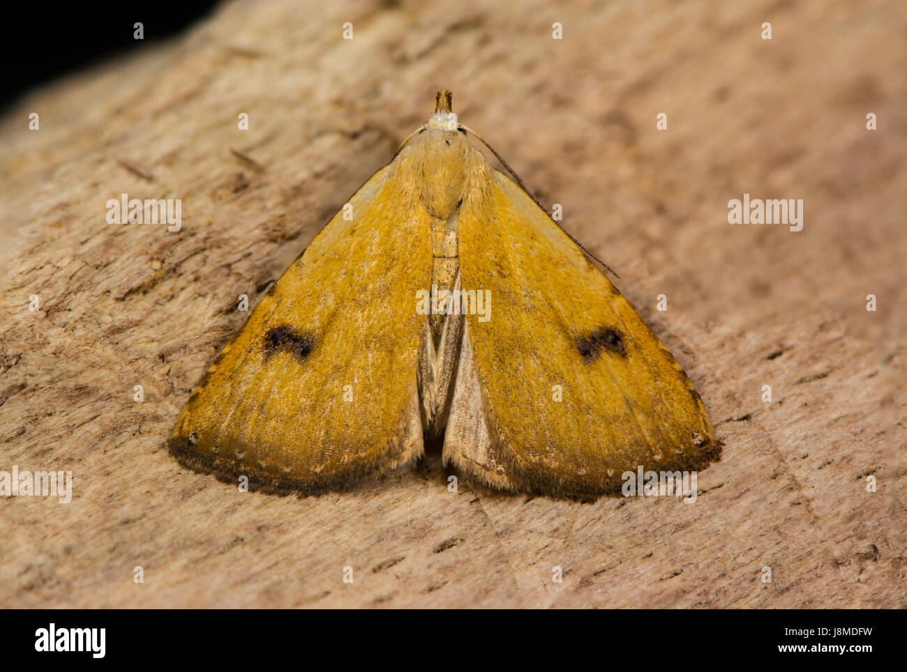 Straw dot moth (Rivula sericealis) on wood. British insect in the family Erebidae, previously in Noctuidae Stock Photo