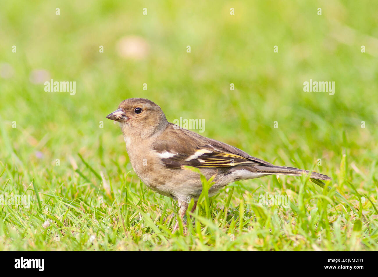 A female Chaffinch (Fringilla coelebs) in the uk Stock Photo