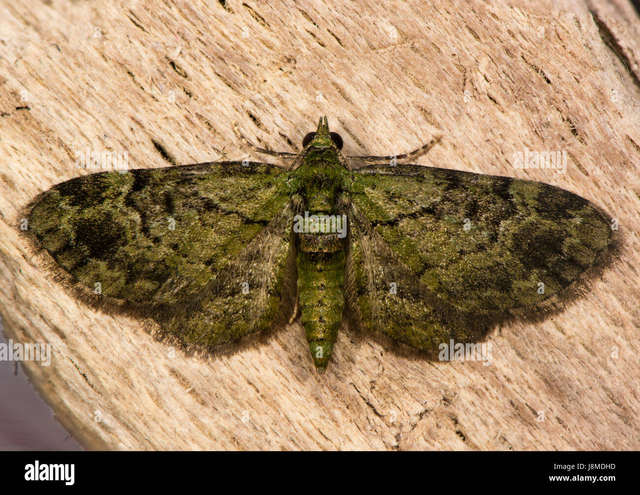 Green pug (Pasiphila rectangulata) moth. British insect in the family Geometridae, the geometer moths, at rest on wood Stock Photo