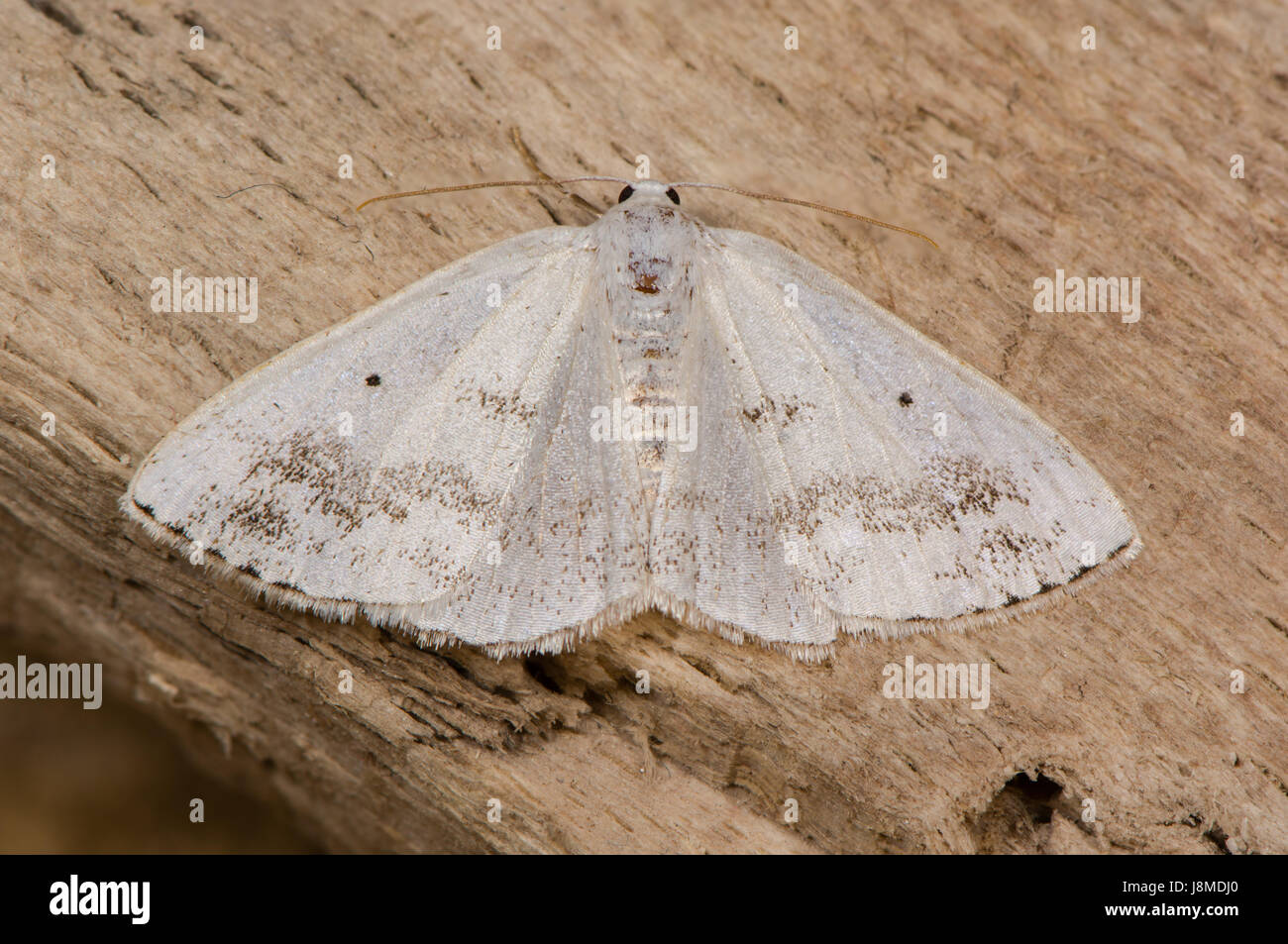 Clouded silver (Lomographa temerata) moth. British insect in the family Geometridae, the geometer moths, at rest on wood Stock Photo