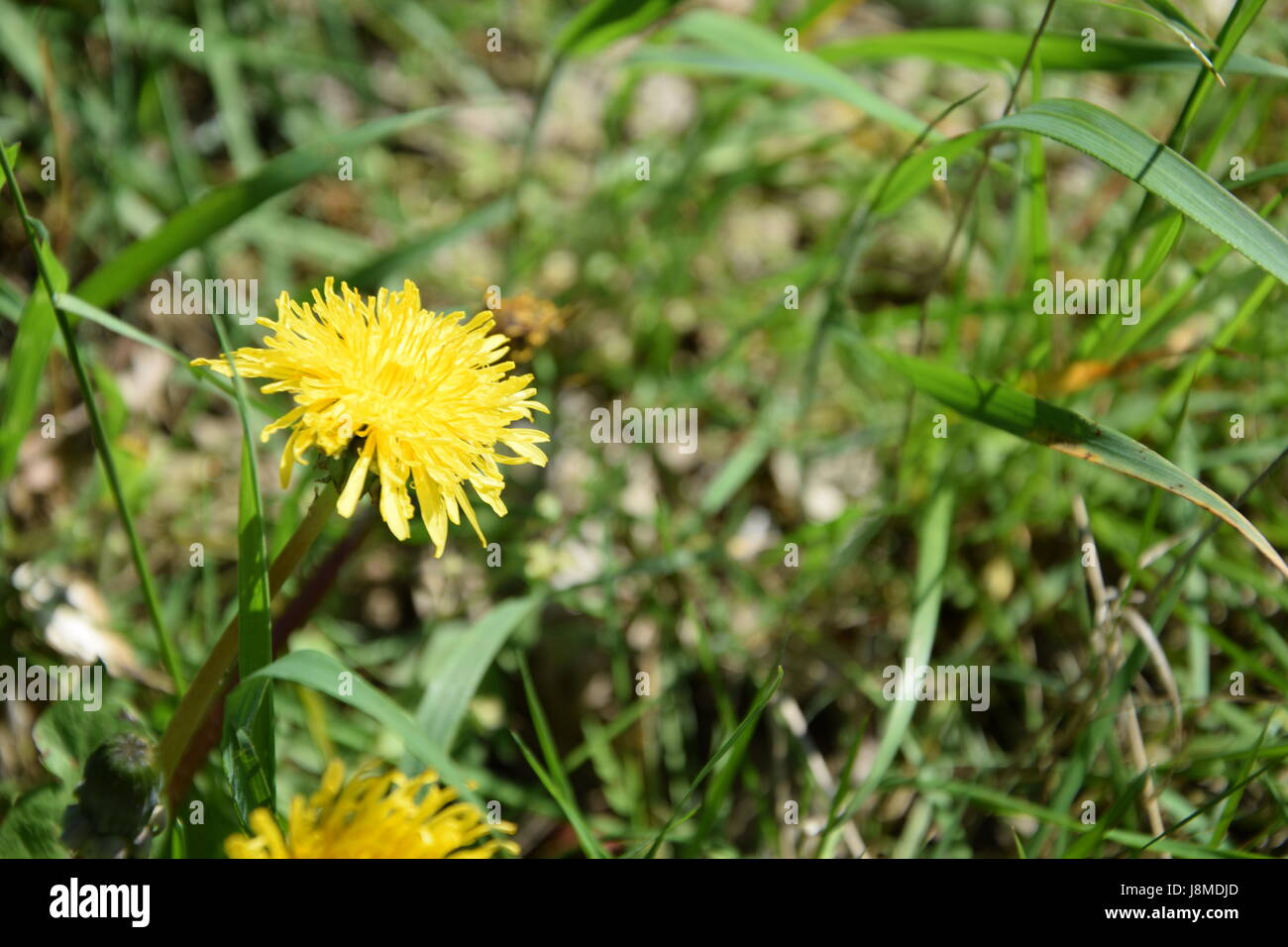 Flower of the common dandelion (Taraxacum officinale), in full bloom in the grass Stock Photo
