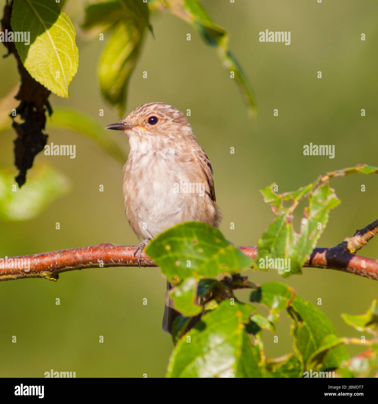 A Spotted Flycatcher  (Muscicapa striata) in the uk Stock Photo