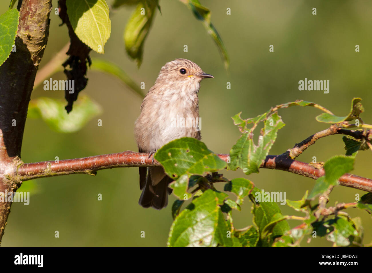 A Spotted Flycatcher  (Muscicapa striata) in the uk Stock Photo