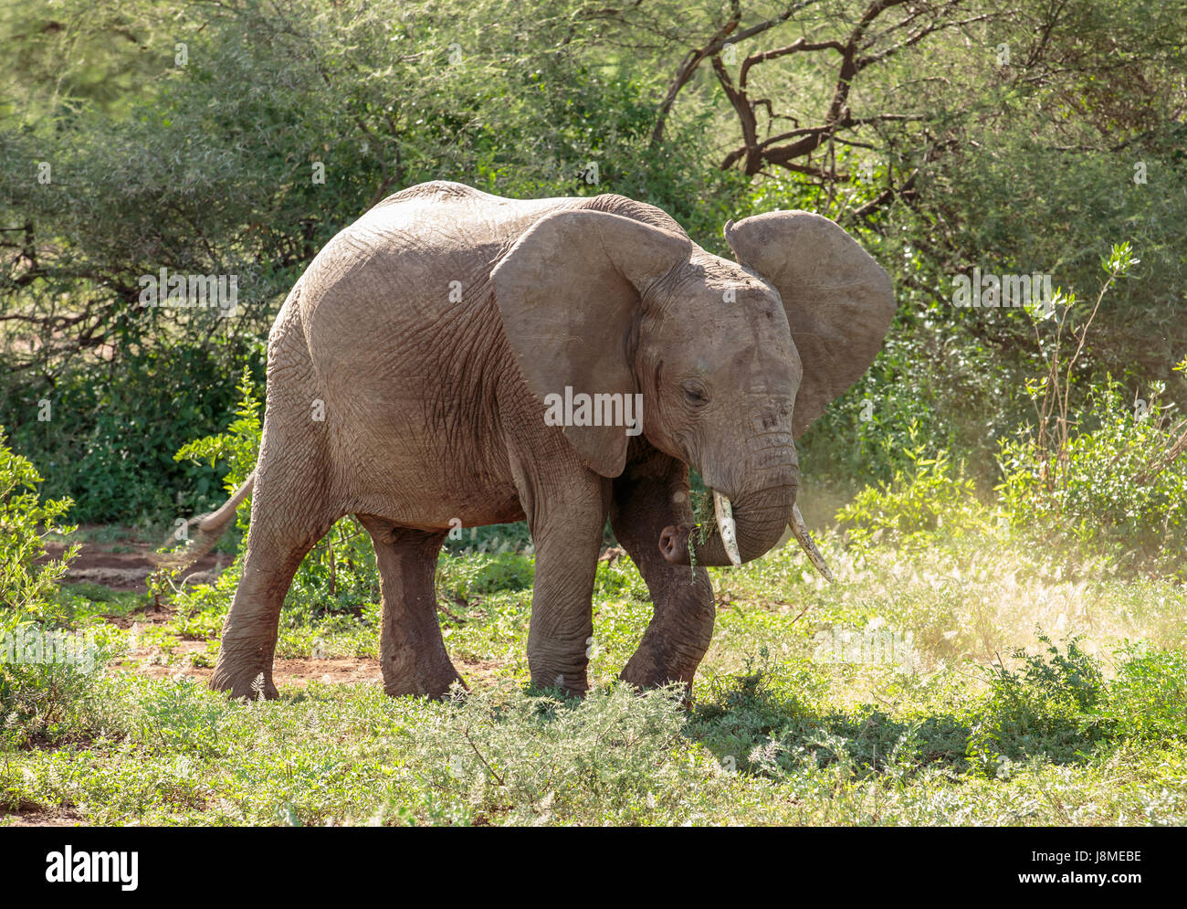 An African Elephant sub-adult using its leg to dislodge tough grass while grazing Stock Photo