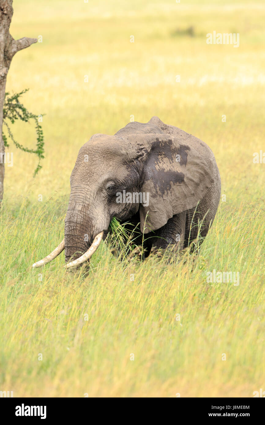 An African Elephant grazing in the tall grass Stock Photo
