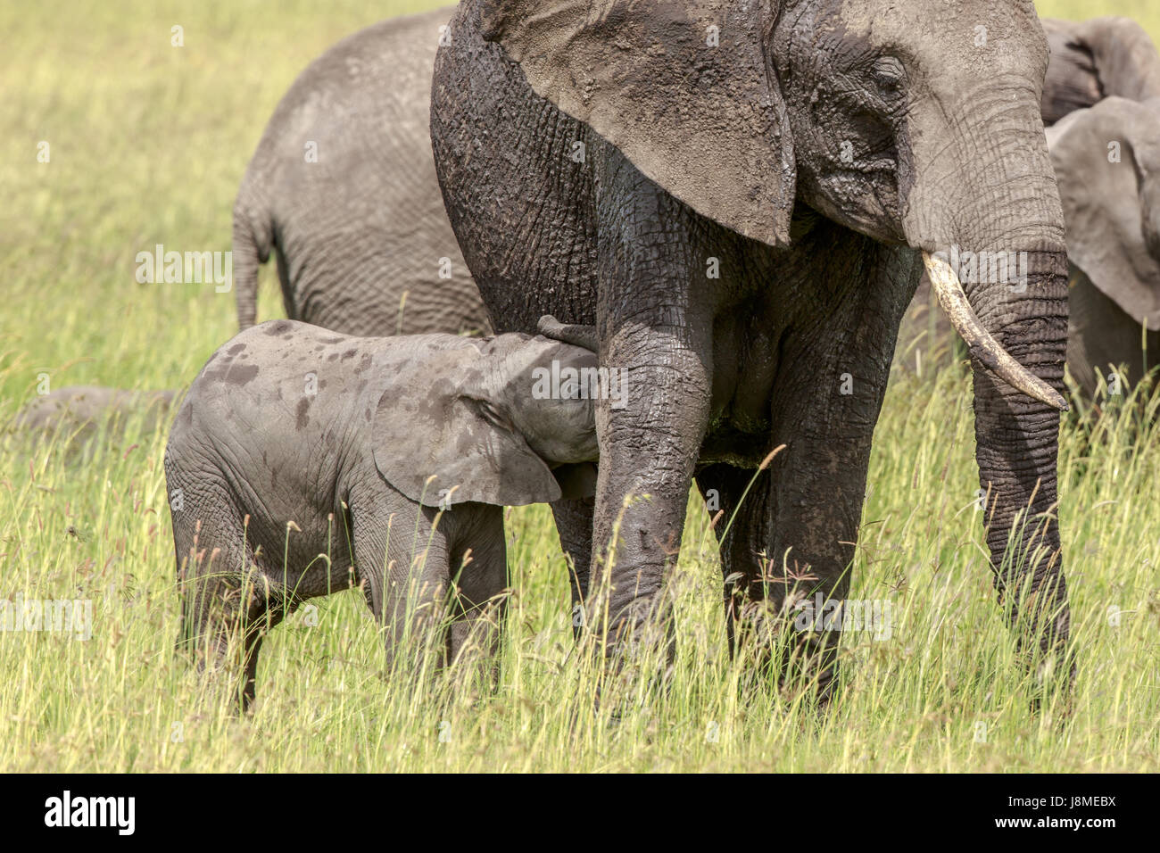 A tiny weeks old African Elephant calf feeds from its mother Stock Photo