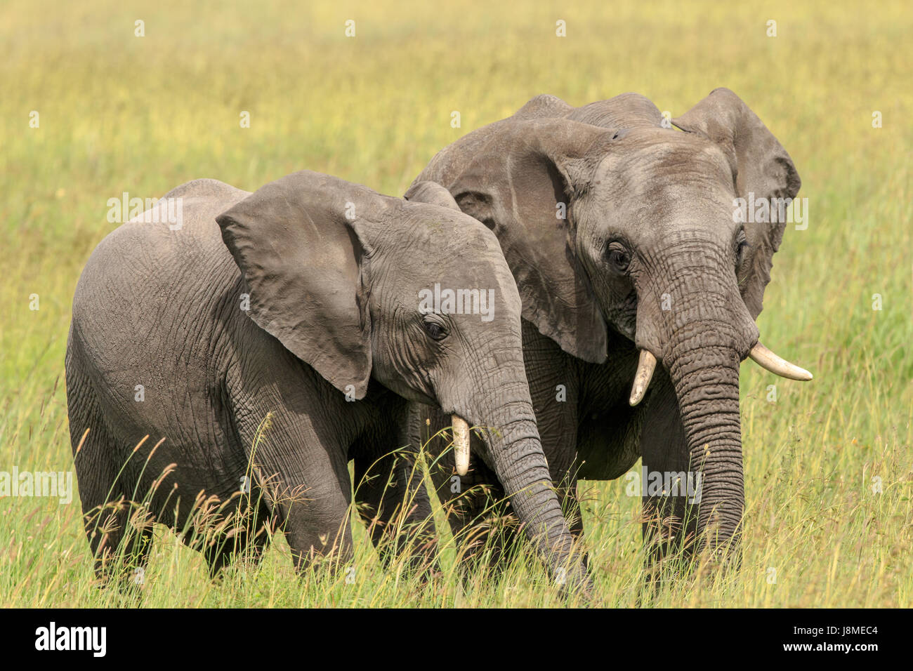An African Elephant mother with a calf grazing Stock Photo