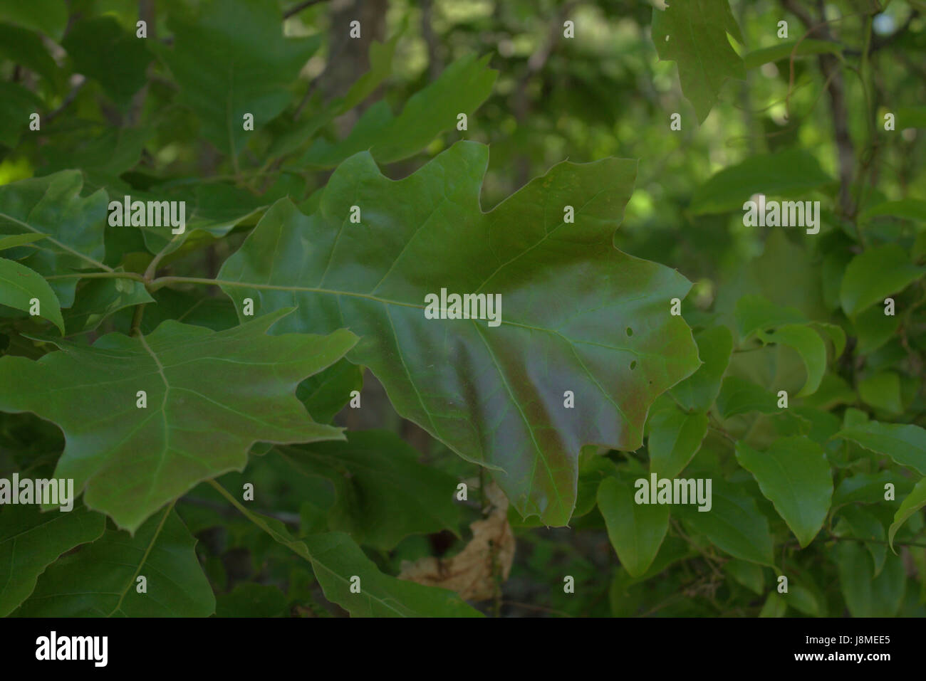 Swamp White Oak Stock Photo Alamy