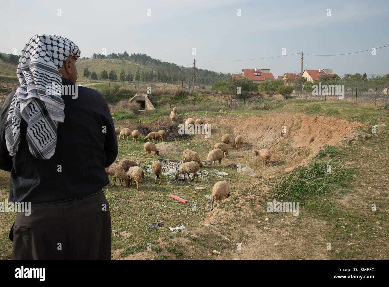 A Palestinian from the Jordan Valley community of Al Farisiya tends his flock of sheep near the Israeli settlement of Mehola, West Bank, January 22, 2014. Al Farisiya has no connection to electricity or water. Even purchasing water is difficult as area farmers are reluctant to sell even a portion of their limited quotas used for irrigation. Some residents leave during the summer when no water is available. The village is directly adjacent to the Israeli settlement of Mehola, which enjoys full access to the Israeli water and electrial system. All Israeli settlements in the occupied Paelstinian  Stock Photo