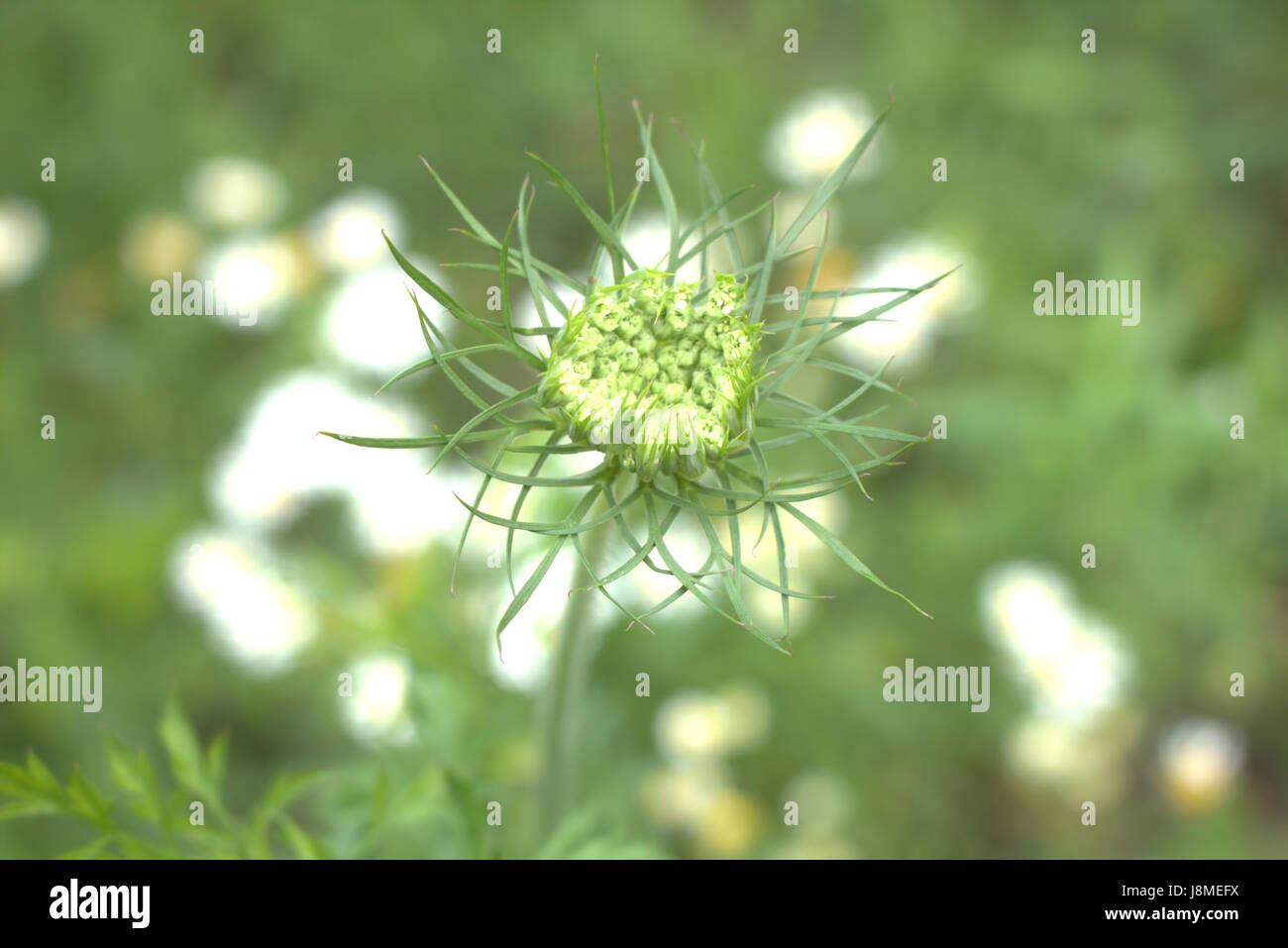 Wild Carrot Flower / Queen Anne's Lace Stock Photo - Alamy