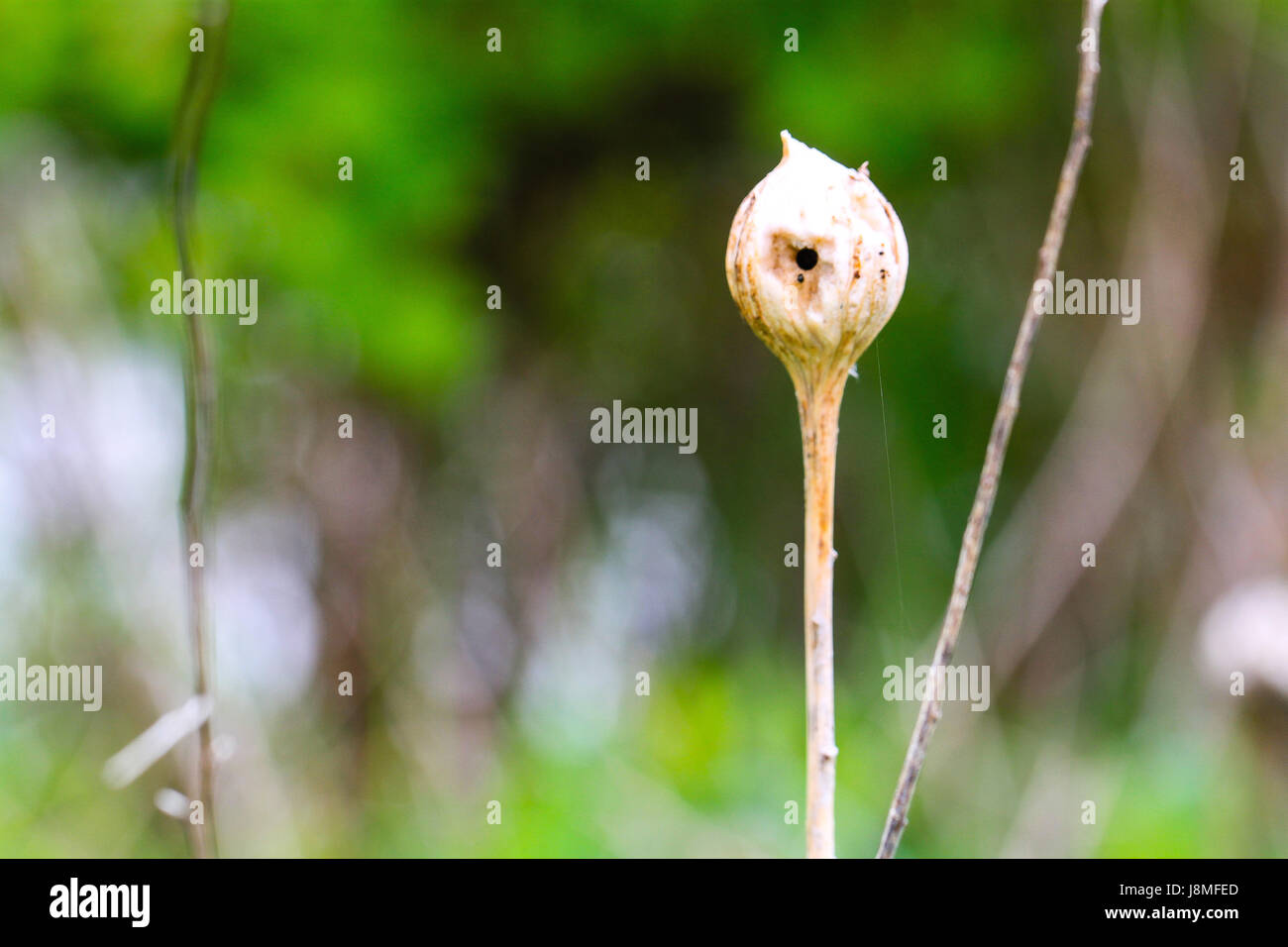 Single orb on a dried goldenrod stem would have held a Gall Fly larvae
