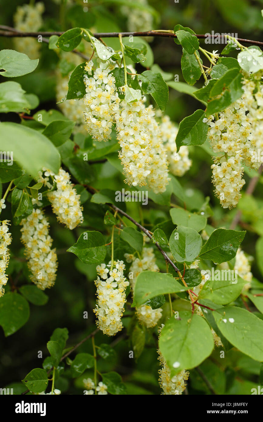 Drooping clusters of creamy white flowers hires stock photography and