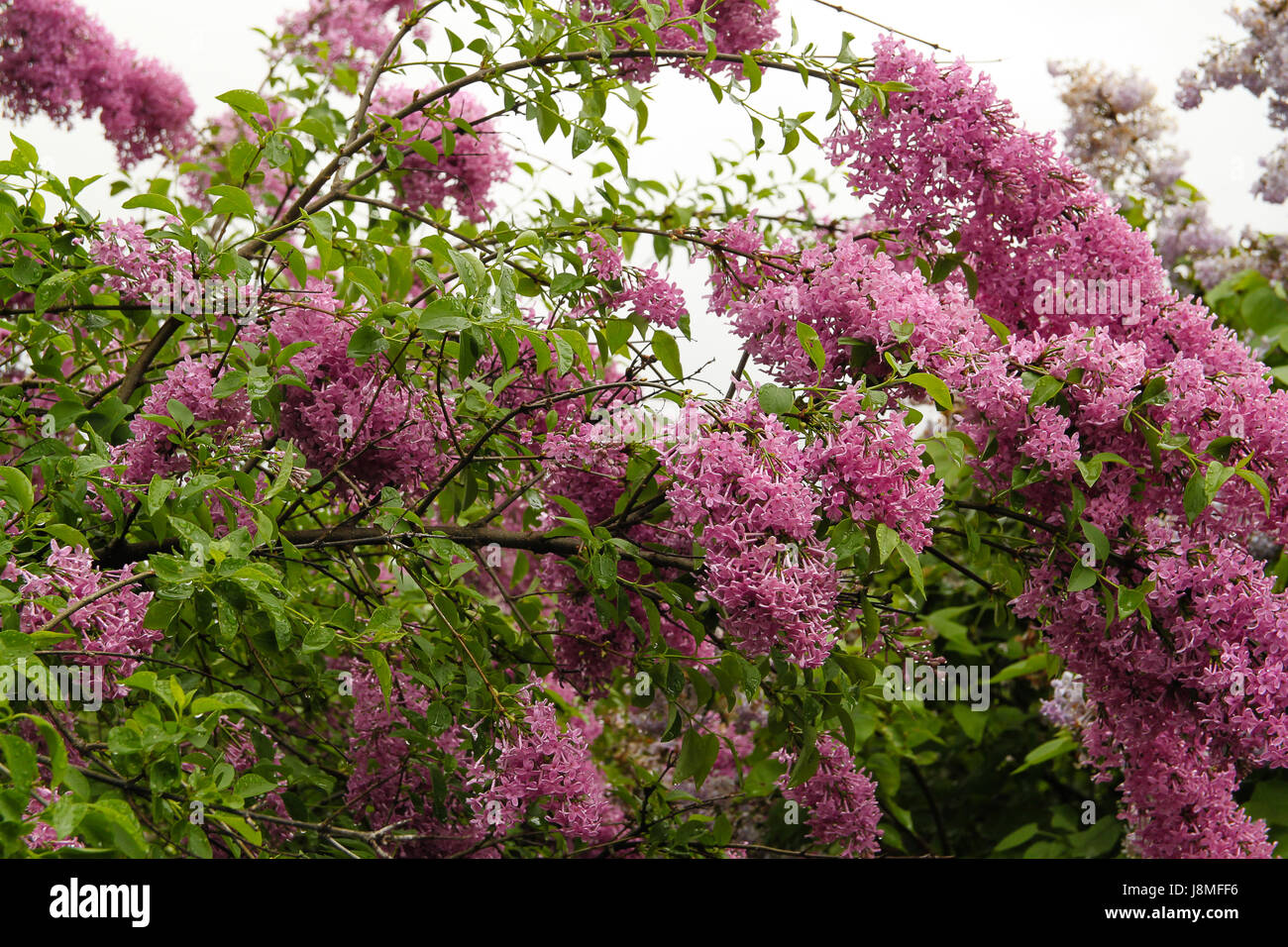 Syringa vulgaris, varietal, Lilac tree. A tall flowering lilac bush with branches forming arcs from the sheer weight of masses of lilac flowers. Stock Photo
