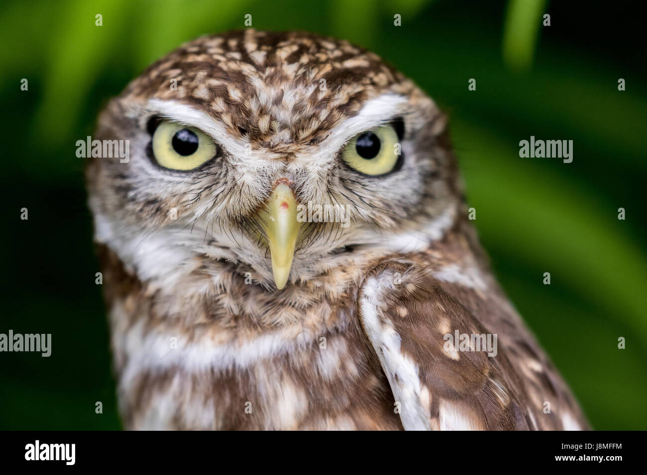 Athene noctua, (Little Owl) Stock Photo