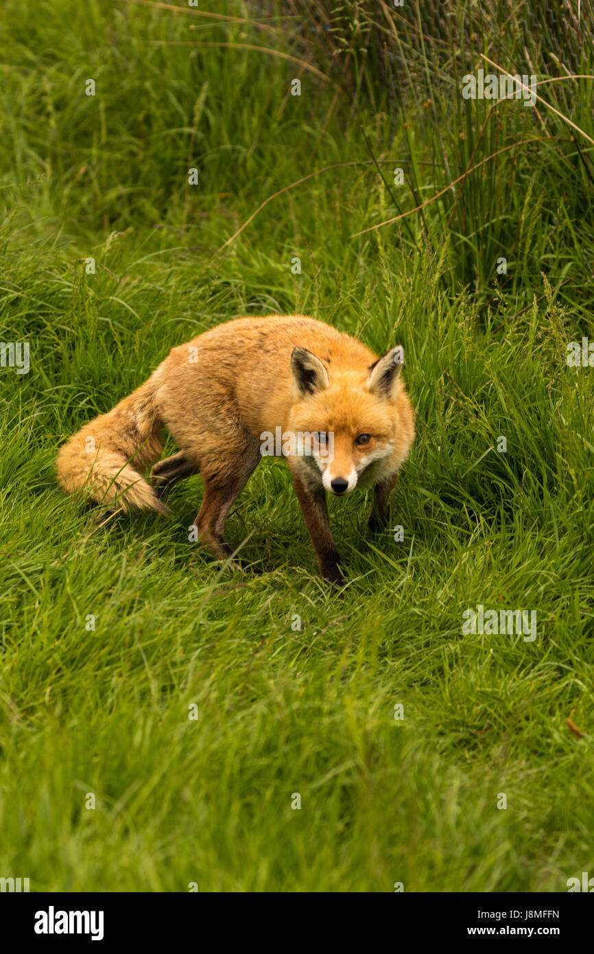 Vulpes vulpes, (Red Fox) Stock Photo