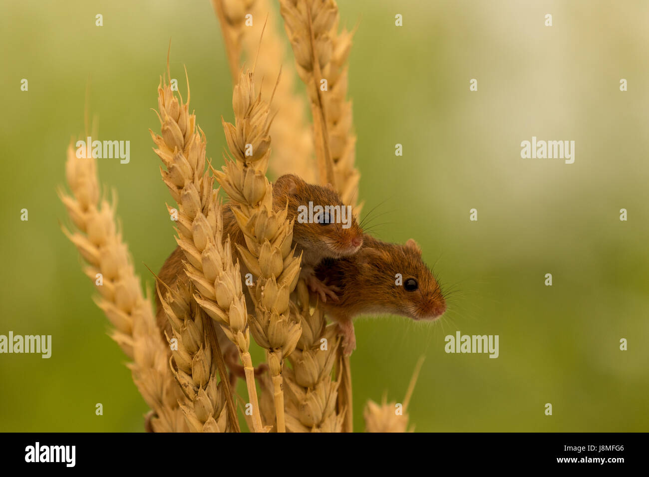 Two Harvest mice, (Micromys minutus), in wheat Stock Photo