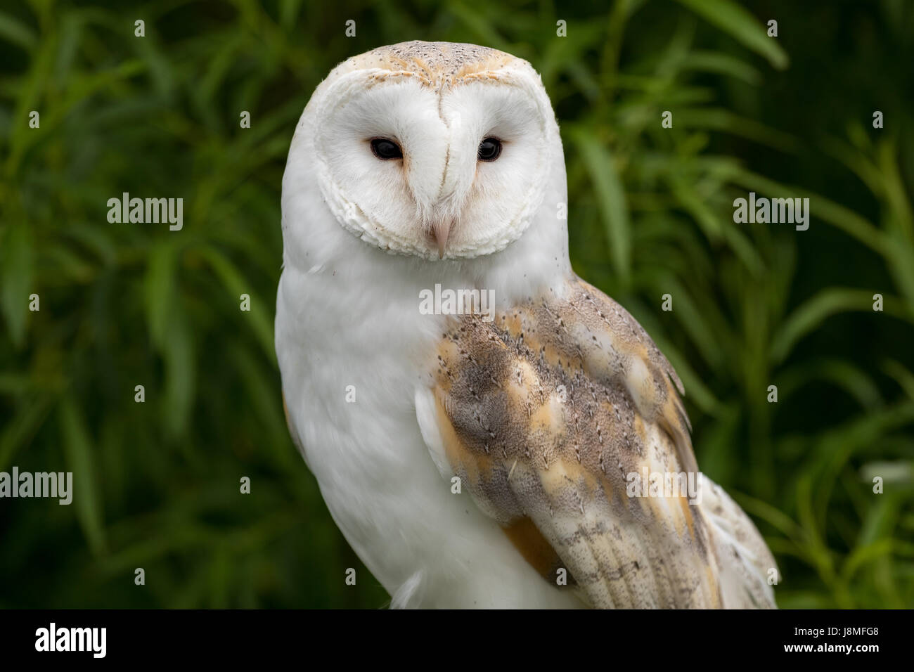Tyto alba, (Barn Owl) Stock Photo