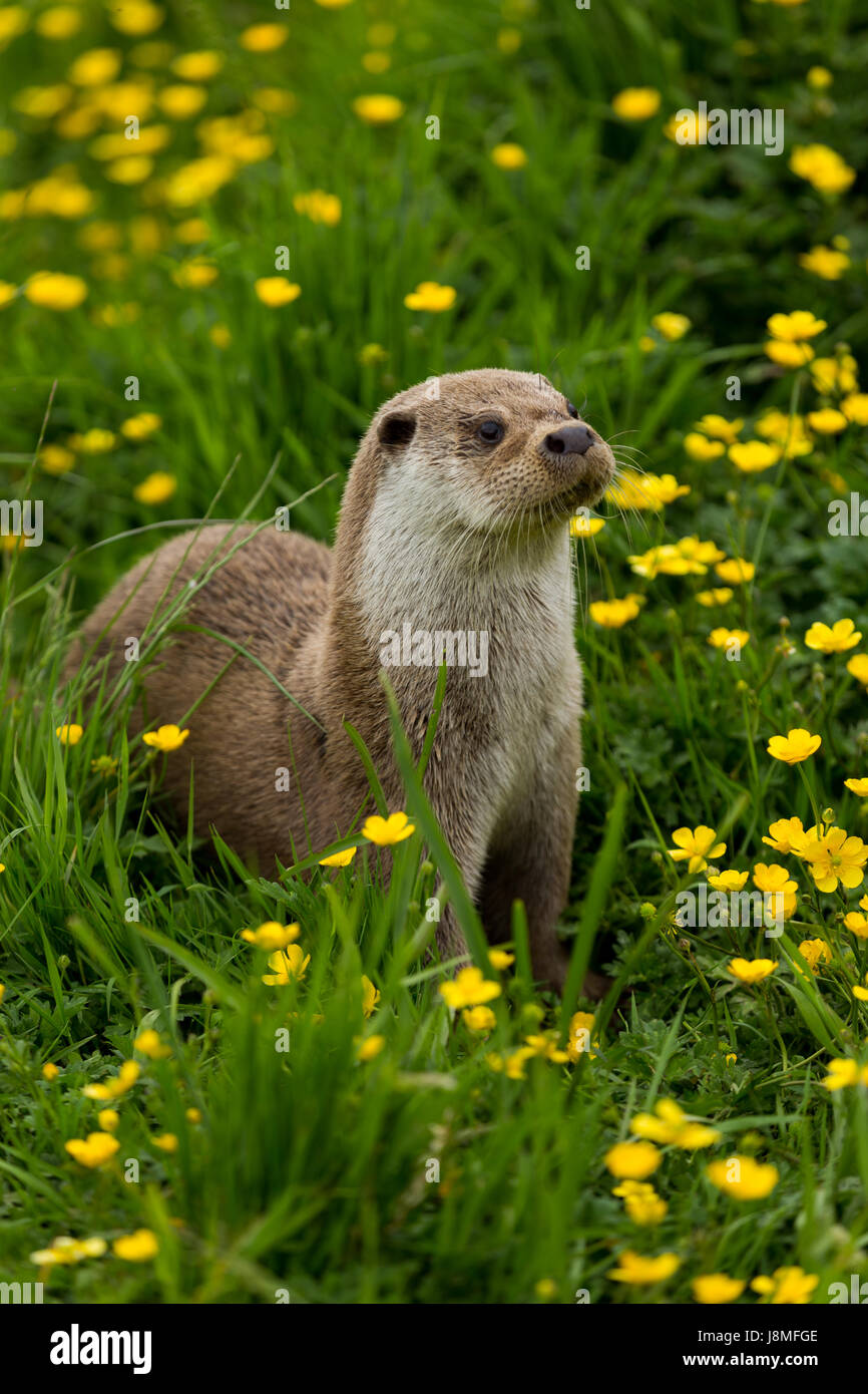 Lutra lutra, (European Otter) Stock Photo