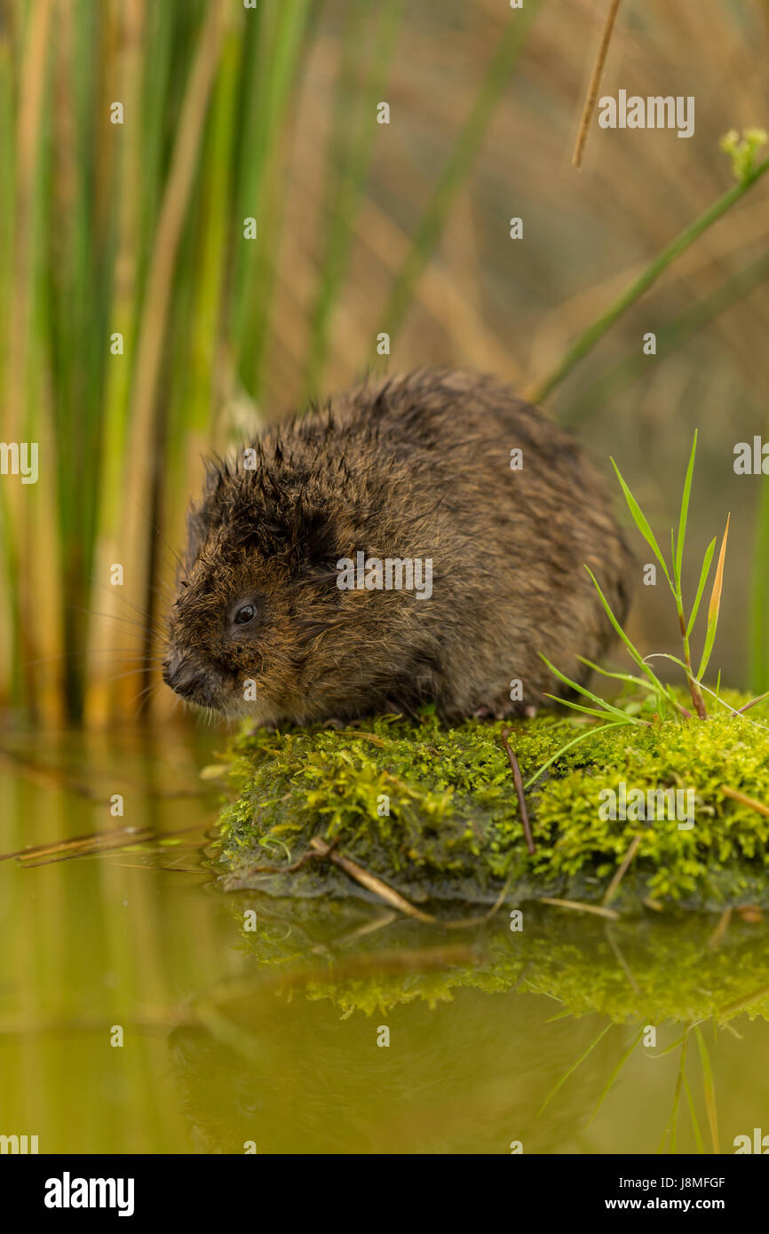 Arvicola amphibious, ((formerly Arvicola terrestris), European or Northern water vole Stock Photo