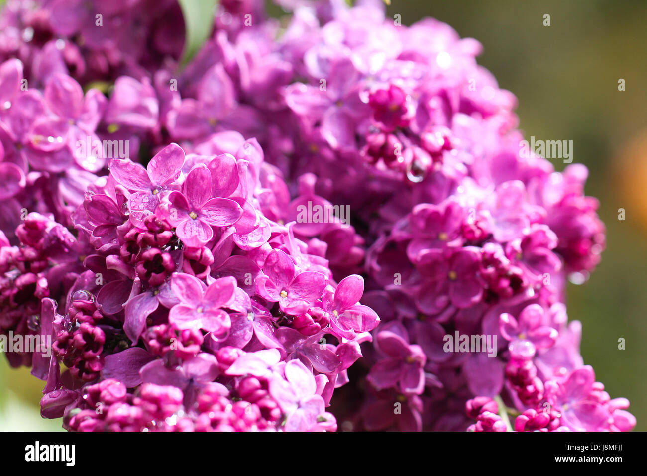 Syringa vulgaris, varietal. Two branches are overflowing with vivid pink/purple lilac blooms and buds at the Warkworth Lilac Festival. Stock Photo