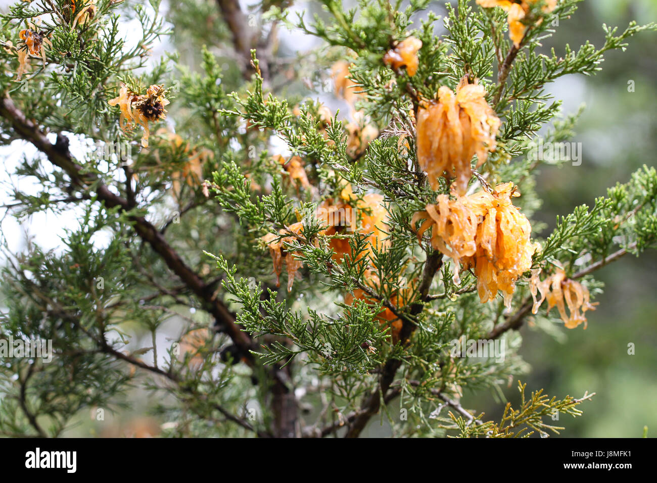 An alien invasion? Mature Cedar Apple Rust displays gelatinous orange tendrils after a rainstorm in spring. Spores harmful to any nearby apple trees. Stock Photo