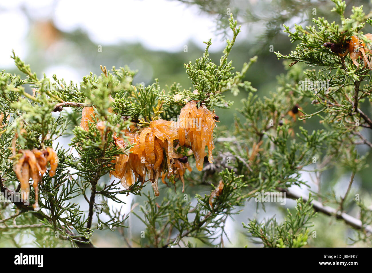 An alien invasion? Mature Cedar Apple Rust displays gelatinous orange tendrils after a rainstorm in spring. Spores harmful to any nearby apple trees. Stock Photo