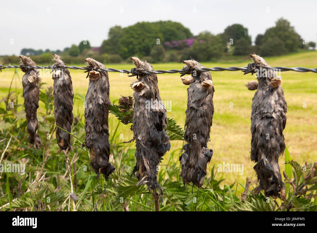 Dead moles hanging from a barbed wire fence in rural England, Stock Photo