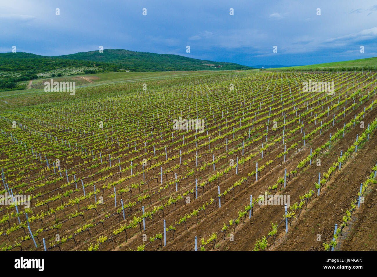 Picture with drone above of red wine grape vineyard Stock Photo